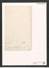 Nitzschia thermalis (Ehr.) Auersw. (de-Toni-Nr.: Genus 47, Species 2044) Zeichnungen Sammlung Grunow (NHMW-BOT-W0371850)